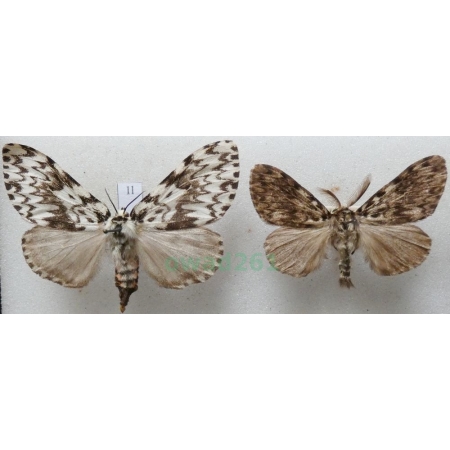 Lymantria monacha (Linnaeus, 1758) pair Brudnica mniszka Czech1l